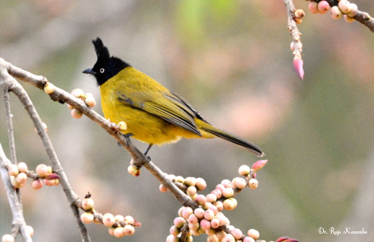 Black-crested Bulbul